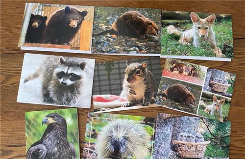 Assorted Blank Wildlife Cards (Set of 10)